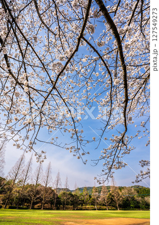 士師野尾ダム 水源の森の桜【長崎県諫早市】 士師野尾ダム 水源の森の桜【長崎県諫早市】 127549273