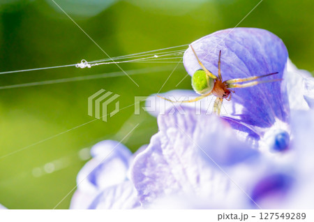 紫陽花と緑色の蜘蛛(サツマノミダマシ) 127549289