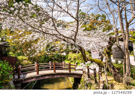 諫早公園の桜【長崎県諫早市】 127549299