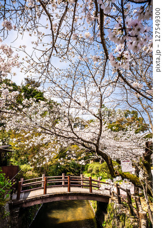 諫早公園の桜【長崎県諫早市】 諫早公園の桜【長崎県諫早市】 127549300