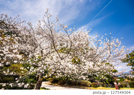 諫早公園の桜【長崎県諫早市】 127549304