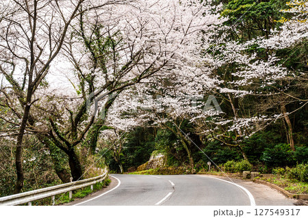 森山町　桜のトンネル【長崎県諫早市】 127549317