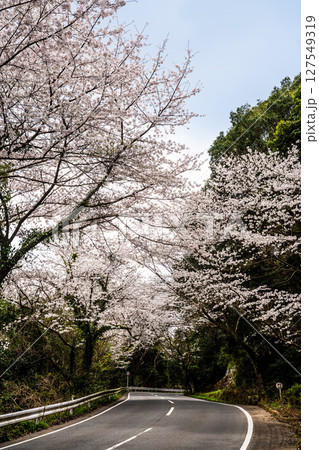 森山町 桜のトンネル【長崎県諫早市】 森山町 桜のトンネル【長崎県諫早市】 127549319
