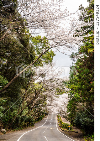 森山町 桜のトンネル【長崎県諫早市】 森山町 桜のトンネル【長崎県諫早市】 127549324