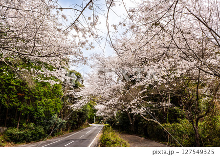 森山町 桜のトンネル【長崎県諫早市】 森山町 桜のトンネル【長崎県諫早市】 127549325