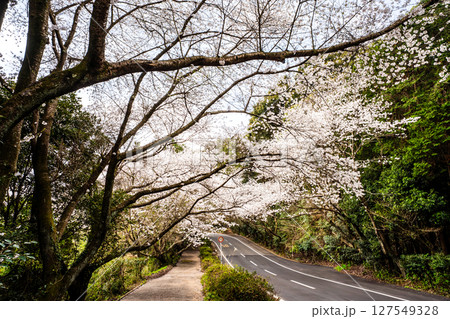 森山町 桜のトンネル【長崎県諫早市】 森山町 桜のトンネル【長崎県諫早市】 127549328