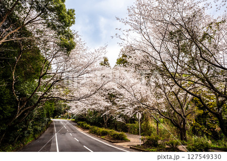 森山町　桜のトンネル【長崎県諫早市】 127549330