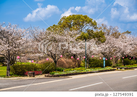 森山町 桜まつり【長崎県諫早市】 森山町 桜まつり【長崎県諫早市】 127549391