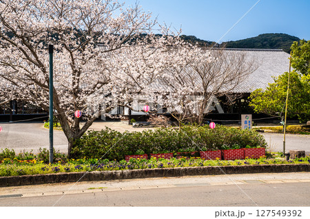 森山町 桜まつり【長崎県諫早市】 森山町 桜まつり【長崎県諫早市】 127549392