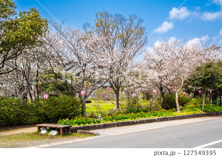 森山町　桜まつり【長崎県諫早市】 127549395