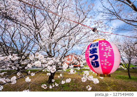 森山町 桜まつり【長崎県諫早市】 森山町 桜まつり【長崎県諫早市】 127549400