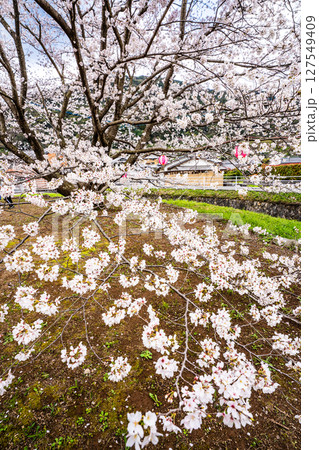森山町 桜まつり【長崎県諫早市】 森山町 桜まつり【長崎県諫早市】 127549409