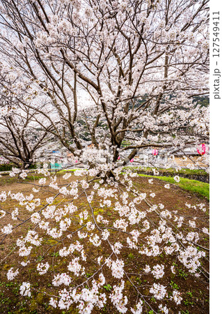 森山町 桜まつり【長崎県諫早市】 森山町 桜まつり【長崎県諫早市】 127549411
