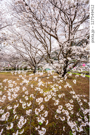 森山町 桜まつり【長崎県諫早市】 森山町 桜まつり【長崎県諫早市】 127549412