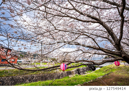 森山町 桜まつり【長崎県諫早市】 森山町 桜まつり【長崎県諫早市】 127549414