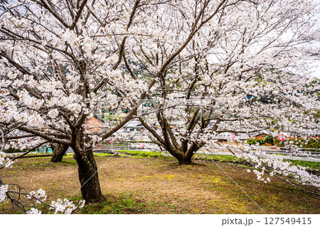 森山町 桜まつり【長崎県諫早市】 森山町 桜まつり【長崎県諫早市】 127549415