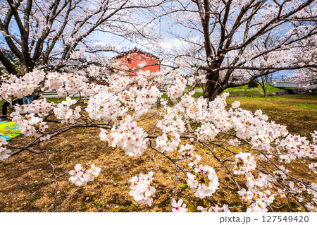 森山町　桜まつり【長崎県諫早市】 127549420