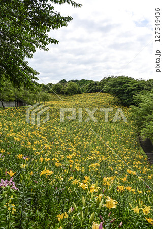 見頃をむかえたユリ「可睡ゆりの園」 127549436