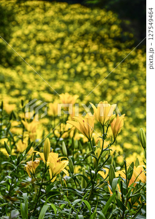 見頃をむかえたユリ「可睡ゆりの園」 見頃をむかえたユリ「可睡ゆりの園」 127549464