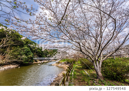 諫早十二支公園（巳）宗方公園の桜【長崎県諫早市】 127549548
