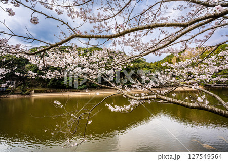 諫早十二支公園(巳)宗方公園の桜【長崎県諫早市】 諫早十二支公園(巳)宗方公園の桜【長崎県諫早市】 127549564