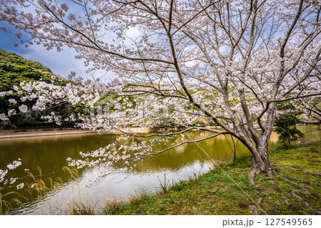 諫早十二支公園(巳)宗方公園の桜【長崎県諫早市】 諫早十二支公園(巳)宗方公園の桜【長崎県諫早市】 127549565