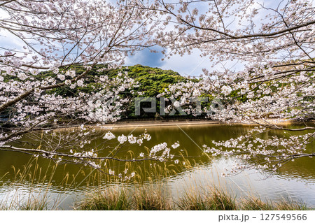 諫早十二支公園（巳）宗方公園の桜【長崎県諫早市】 127549566
