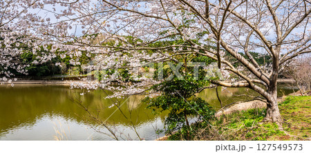 諫早十二支公園（巳）宗方公園の桜　パノラマ【長崎県諫早市】 127549573