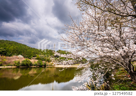 諫早十二支公園(巳)宗方公園の桜【長崎県諫早市】 諫早十二支公園(巳)宗方公園の桜【長崎県諫早市】 127549582