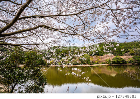 諫早十二支公園（巳）宗方公園の桜【長崎県諫早市】 127549583