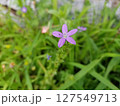 ヒナキキョウソウの花 127549713