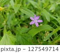 雛桔梗草の紫色の花 127549714