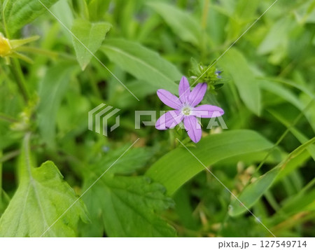 雛桔梗草の紫色の花 雛桔梗草の紫色の花 127549714
