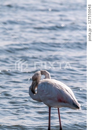 Flamingos near Walvis Bay Flamingos near Walvis Bay 127550048