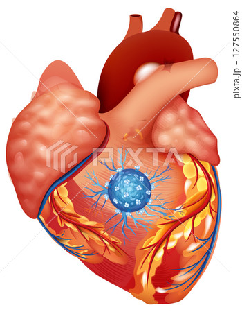 Detailed Human Heart Vector Illustration 127550864