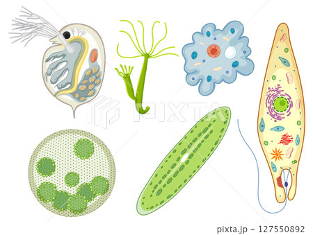 Colorful Vector Illustration of Microorganisms Colorful Vector Illustration of Microorganisms 127550892