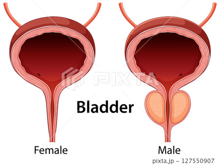 Male and Female Bladder Anatomy Illustration Male and Female Bladder Anatomy Illustration 127550907
