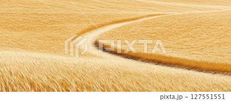 Captivating Golden Wheat Field with a Winding Dirt Path Through Serene Countryside Landscape 127551551