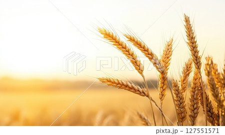 Golden Wheat Silos Under Sunset Sky in Countryside Landscape 127551571