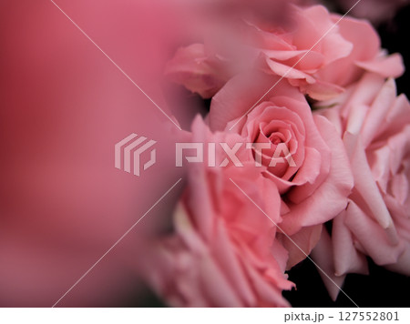 5月に美しく咲いたピンク色のバラ「プリンセス・アイコ」 5月に美しく咲いたピンク色のバラ「プリンセス・アイコ」 127552801