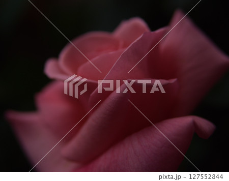 5月に美しく咲いたピンク色のバラ「プリンセス・アイコ」 5月に美しく咲いたピンク色のバラ「プリンセス・アイコ」 127552844