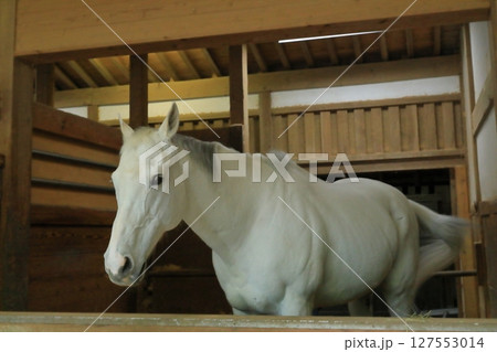 金刀比羅宮の神馬の颯爽とした姿 金刀比羅宮の神馬の颯爽とした姿 127553014