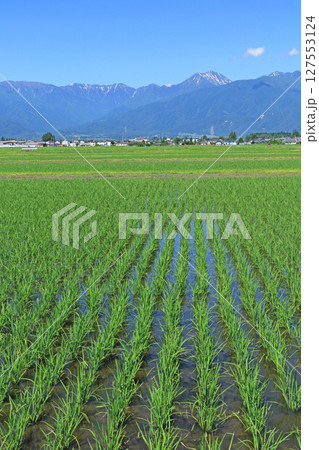 初夏の安曇野と北アルプス 初夏の安曇野と北アルプス 127553124