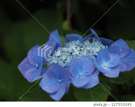 雨に濡れた青い紫陽花 127553245