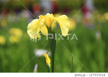 花菖蒲 花菖蒲 127553518