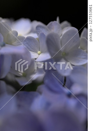 アップの紫陽花 127553661