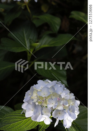アップの紫陽花 127553666