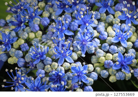 アップの紫陽花 127553669