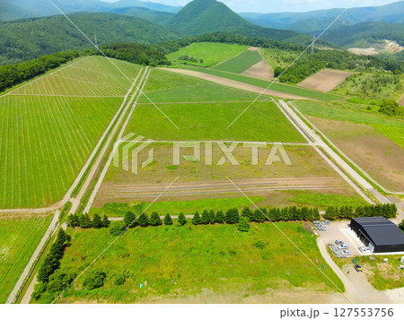 初夏の北海道函館市でブドウ畑の風景を空撮 初夏の北海道函館市でブドウ畑の風景を空撮 127553756