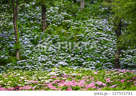 見頃をむかえたユリ「可睡ゆりの園」 127553781